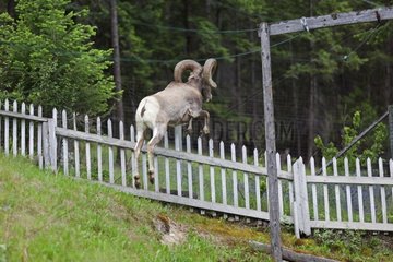 Male Bighorn Sheep jumping a fence Kootenay NP Canada