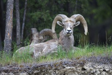 Male Bighorn Sheeps lying to ruminate Kootenay NP Canada