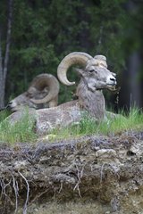 Male Bighorn Sheeps lying to ruminate Kootenay NP Canada