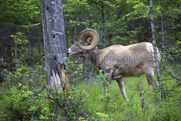 Male Bighorn Sheep in the forest Kootenay NP Canada