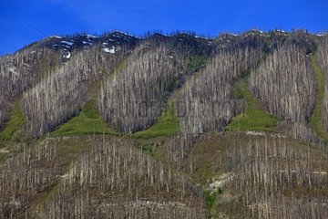 Coniferous forest in the mountainside destroyed by fire