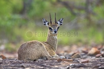 Klipspringer lying on the ground in the Kruger NP in RSA