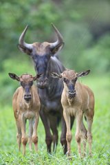 Black-tailed gnu and 2 small in the Kruger NP in RSA