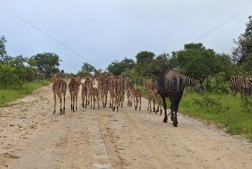 Impalas and Common Wildebeest on a trail in Kruger NP RSA