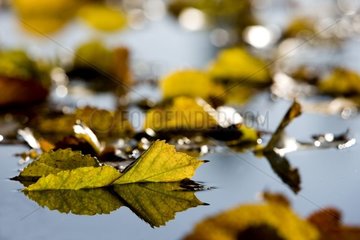 Dead leaf floating on water in autumn