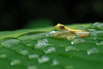 Dwarf treefrog in water after a rain shower French Guiana
