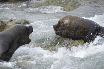 Fur Seal and Sea Lion Reserve Punta Coles Peru