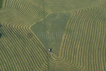 Luftansicht eines Traktors  der ein Feld mäht  beachtet Frankreich
