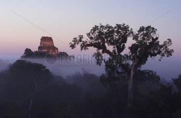 Brume matinale sur les ruines Maya de Tikal Guatemala