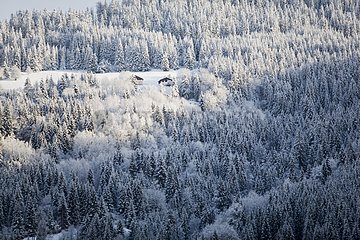 Pine forest under the snow in Haute-Savoie France