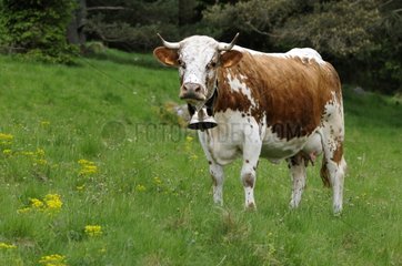 Vosges Cows during transhumance Petit Ballon Vosges