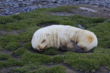 Young Antarctic furseal sleeping Fortuna Bay South Georgia