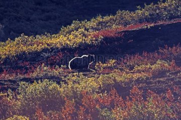 Grizzli dans la toundra en automne PN Denali Alaska