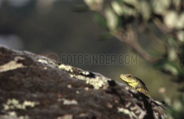 Head of ocellated female Lizard in Hyères in the Var France
