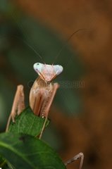 Portrait of Giant Asian Mantis