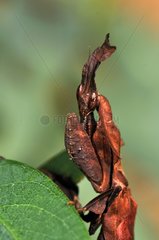 African dead-leaf Mantis of Kenya
