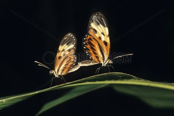 Kopplung von Schmetterlingen Ithomidae French Guayana