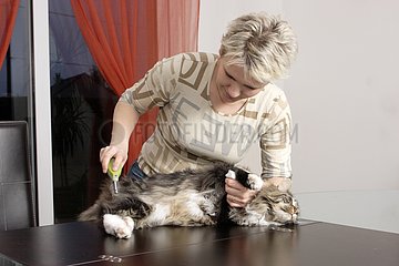 Brushing a Maine Coon cat in mid-long hair