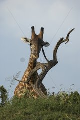 Masai Giraffe and dead tree Masai Mara Kenya