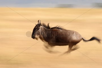Wildebeest running in Savannah Masai Mara Kenya