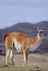 Guanaco in Torres del Paine National Park Chile [AT]