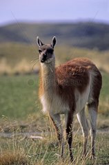 Guanaco in Torres del Paine National Park Chile