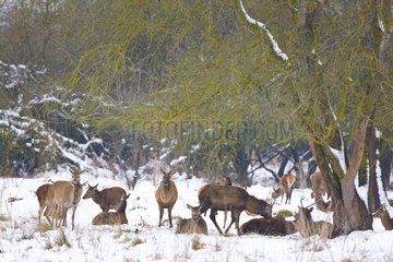 Red deers in a clearing in the winter Spain