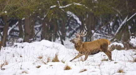 Red deer running in a clearing in the winter Spain