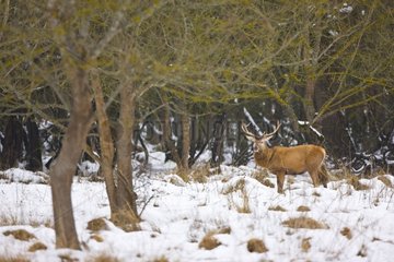 Red deer standing in a clearing in the winter Spain