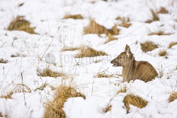 Female red deer lying in the snow Spain