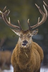 Male red deer in winter Spain
