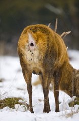 Male red deer in winter defecating Spain