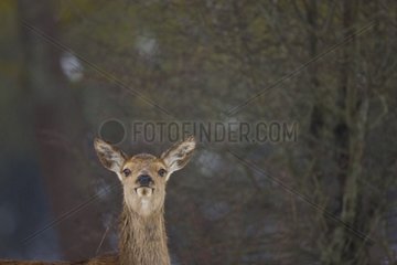 Female red deer in a clearing in the winter Spain