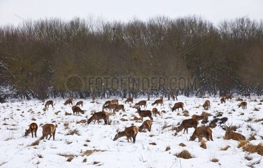 Red deers in a clearing in the winter Spain