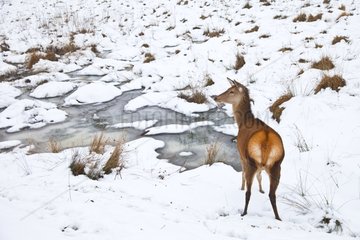 Female red deer near a stream in winter Spain