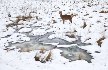 Female red deer near a stream in winter Spain
