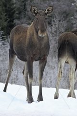 Female Elk surprised with its small Lawnes Norway