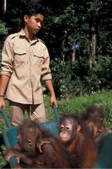 Jeunes Orang outan dans une brouette Centre de Sépilok