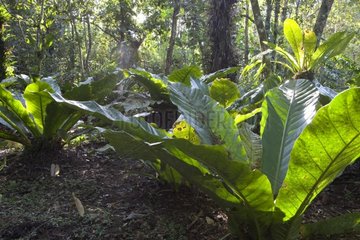 Rosettes of tropical species in undergrowth Costa Rica