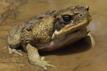 Marine Toad in water French Guiana
