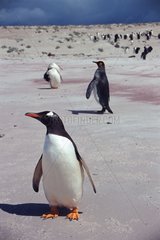 Gentoo penguins Falkland islands