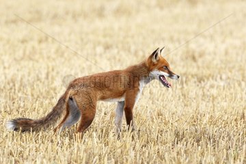 Red fox standing in a harvested field Great Britain