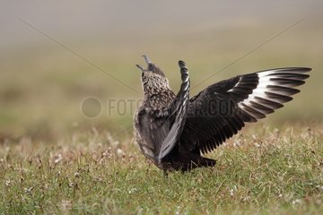 Great Skua flapping wings on a peat bog Shetland