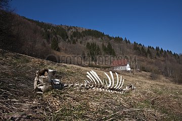 Carcass of deer killed by wolves or lynx Vosges