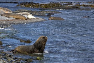 Male Furseal and Elephant seals in Falkland Islands