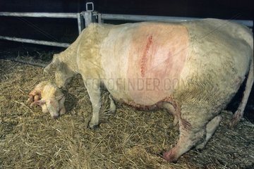 Kaiserschnitt -Abteilung über eine Kuh in der Charolaise France