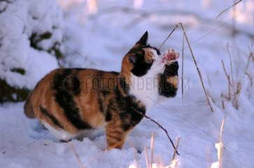 She-Cat spielt im Schnee mit einer Pinselholzbretagne