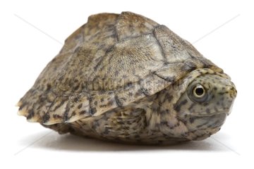 Aquatic turtle native to northern USA