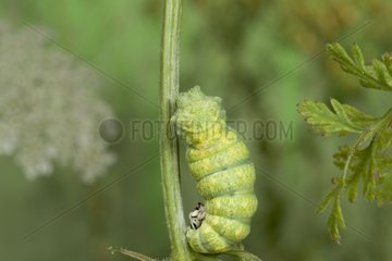 Old world swallowtail moulting on a stem France