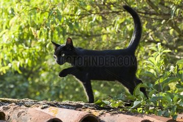 Black cat walking on a wall covered with tiles Roman